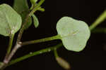 Roadside bittercress